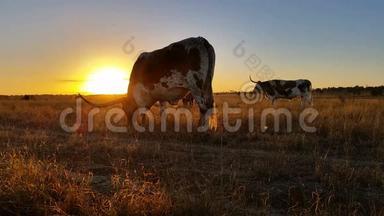 德克萨斯州龙角牛养殖日落/日出景观
